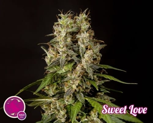 SweetLove from Philosopher Seeds