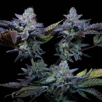 Sweetopia from Paradise Seeds