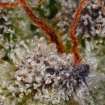 showing Good for outdoor grow – Sweet – Social – image 2 – Seed City