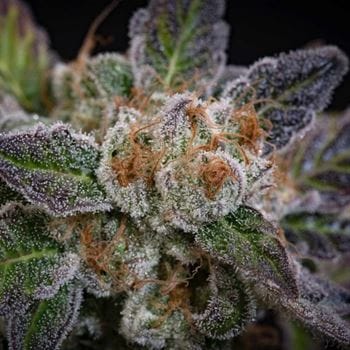 Image 3 of Sweetopia cannabis by Paradise Seeds – Female seeds – Indica Dominant – Social – Seed City