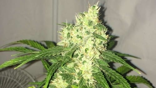 showing Guaranteed female plants – Fruity – Mostly Sativa – image 1 – Seed City