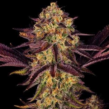 Image 2 of Tangerine Sorbet cannabis by Paradise Seeds – Feminized – Mostly Indica – Spicy – Seed City