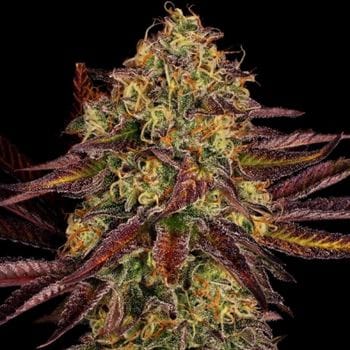 Spicy – High Yielding – Outdoor – Tangerine Sorbet strain – image 3 – from Paradise Seeds via Seed City