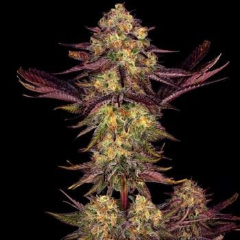 Mostly Indica – Outdoor – High Yielding – Tangerine Sorbet strain – image 4 – from Paradise Seeds via Seed City