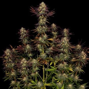 Tangerine Sorbet cannabis seeds – Feminized – Outdoor – 12/12 Photoperiod – image 5 from Seed City