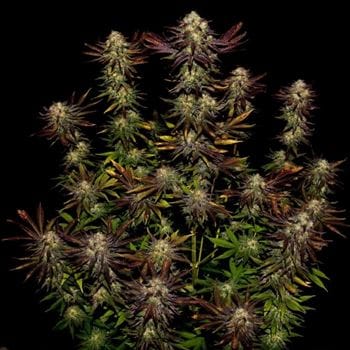 Tangerine Sorbet cannabis seeds – High Yielding – Spicy – 12/12 Photoperiod – image 6 from Seed City