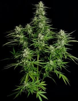 showing Female seeds – Herbal – Short (up to 80cm) – image 1 – Seed City