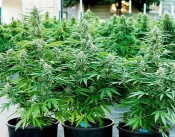 Image 2 of Titan F1 Auto cannabis by Royal Queen Seeds – Auto-Flowering – Uplifting – Female seeds – Seed City