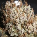 Titty Twister by Ultra Genetics – Mostly Sativa – 12/12 Photoperiod – Sweet – image 2 – Seed City
