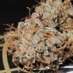 Image 5 of Titty Twister cannabis by Ultra Genetics – Mostly Sativa – 12/12 Photoperiod – Sweet – Seed City