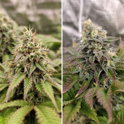 Indoor – Large yield – Orange – Tropical Tangie strain – image 3 – from Dutch Passion Seeds via Seed City