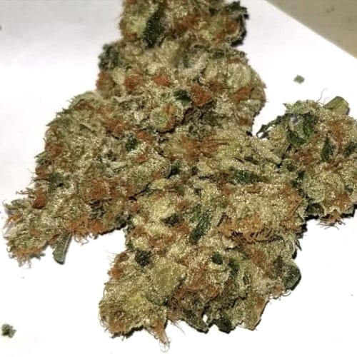 showing Regular – Orange – Suited for indoor growing – image 1 – Seed City