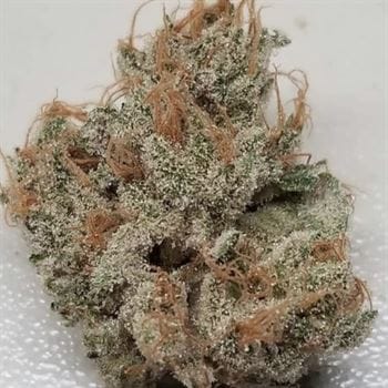 Tropicanna Kush cannabis seeds – Regular – Orange – 12/12 Photoperiod – image 3 from Seed City