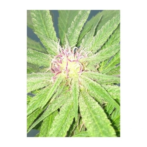 Feminized – Good for outdoor grow – Sweet – U-Pink Kush strain – image 6 – from Dr Underground via Seed City
