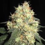 Tits Mc'Gee from Ultra Genetics