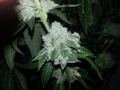 Image 16 of Biker Kush V2.0 cannabis by Karma Genetics – Greenhouse – Piney – Tall (140cm plus) – Seed City
