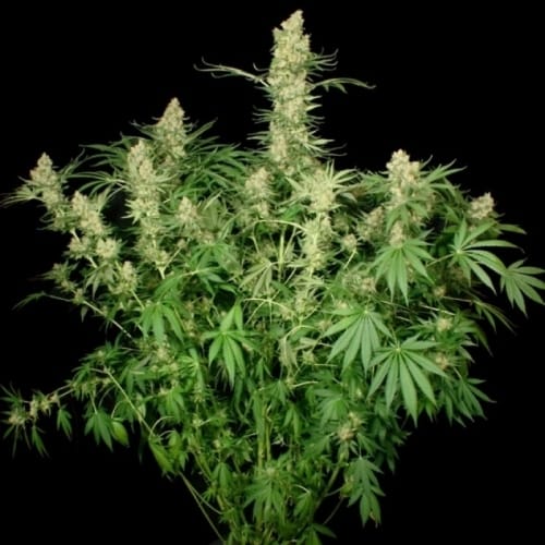 Wappa cannabis seeds – High Yielding – Middle of October – Happy – image 3 from Seed City