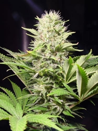 Indoor-friendly – High Yielding – Super Strength – Wappa strain – image 4 – from Paradise Seeds via Seed City