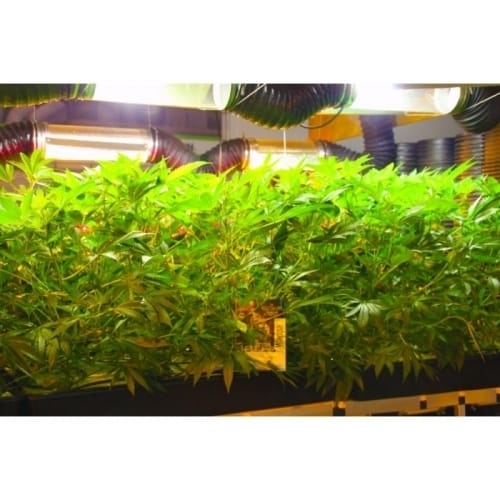 Wappa from Paradise Seeds