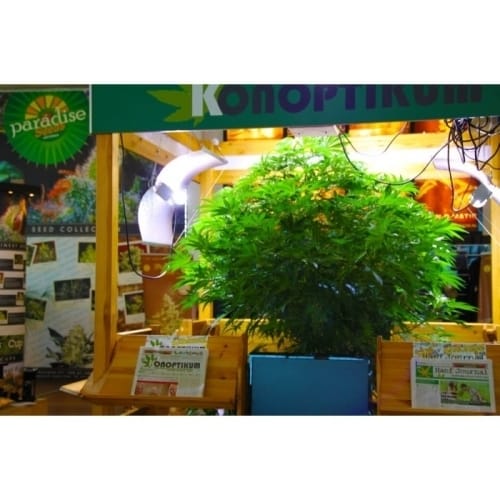 showing Middle of October – Female seeds – Indoor-friendly – image 5 – Seed City