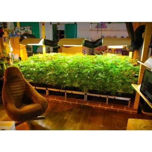 Wappa cannabis seeds – Happy – 12/12 Photoperiod – Female seeds – image 6 from Seed City