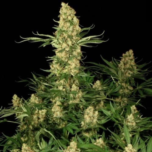 Wappa by Paradise Seeds – Mostly Indica – Super Strength – Female seeds – image 2 – Seed City