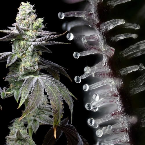 Wet Wet from Cookies Seed Bank