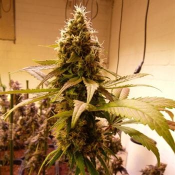 Wheres My Bike V2 from Karma Genetics