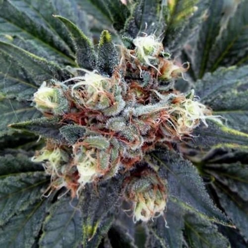 showing 50% Indica/50% Sativa – Indoor-friendly – Super Strength – image 1 – Seed City
