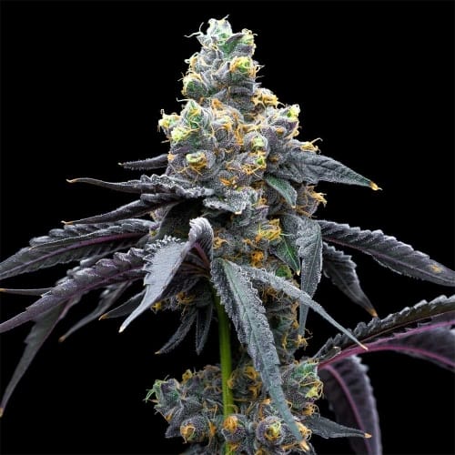 Image 2 of White Runtz x Hollywood cannabis by Cookies Seed Bank – Female seeds – Indoor – Sweet – Seed City