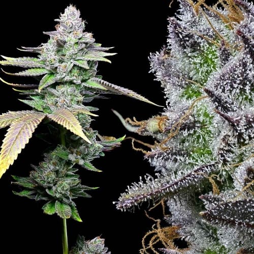 White Sherb from Cookies Seed Bank