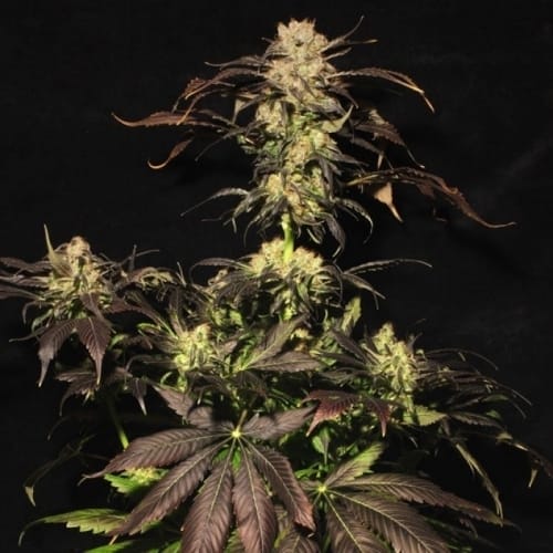 White Berry by Paradise Seeds – Indoor-friendly – Super Strength – Berry – image 2 – Seed City
