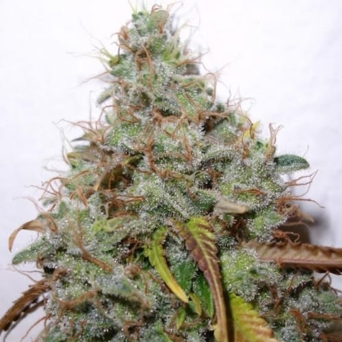 White Berry from Paradise Seeds