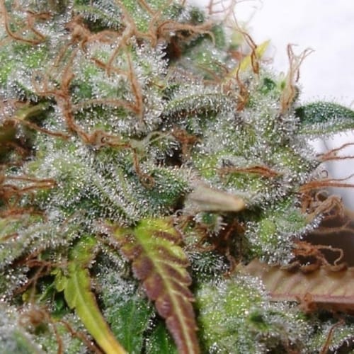 showing 12/12 Photoperiod – Mostly Indica – Berry – image 3 – Seed City