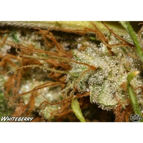 White Berry by Paradise Seeds – Indoor-friendly – 12/12 Photoperiod – Beginning of October – image 4 – Seed City