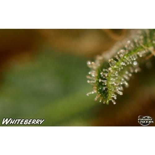 White Berry by Paradise Seeds – Happy – Mostly Indica – Super Strength – image 5 – Seed City