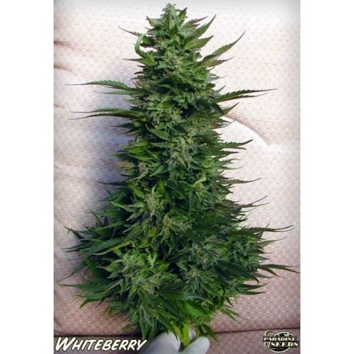 White Berry by Paradise Seeds – Berry – Mostly Indica – Beginning of October – image 6 – Seed City