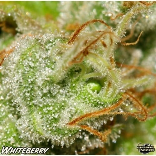 Berry – Super Strength – Indoor-friendly – White Berry strain – image 7 – from Paradise Seeds via Seed City