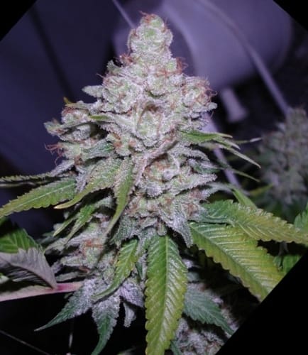 Happy – 12/12 Photoperiod – Female seeds – White Berry strain – image 8 – from Paradise Seeds via Seed City