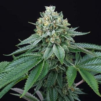 ZaiZai by Perfect Tree Seeds – Regular – 12/12 Photoperiod – Outdoor – image 4 – Seed City