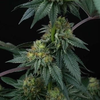 Image 5 of ZaiZai cannabis by Perfect Tree Seeds – Outdoor – 12/12 Photoperiod – Regular – Seed City