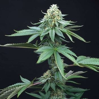 ZaiZai by Perfect Tree Seeds – 12/12 Photoperiod – Regular – Outdoor – image 7 – Seed City