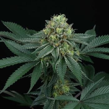 Image 8 of ZaiZai cannabis by Perfect Tree Seeds – Regular – Outdoor – 12/12 Photoperiod – Seed City