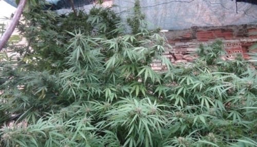 Zamaldelica by Ace Seed bank – Outdoor – 12/12 Photoperiod – Resistant to Mould – image 2 – Seed City