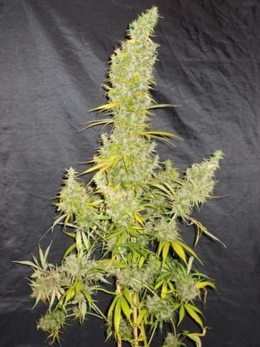 Zamaldelica cannabis seeds – Outdoor – Psychedelic – Resistant to Mould – image 3 from Seed City