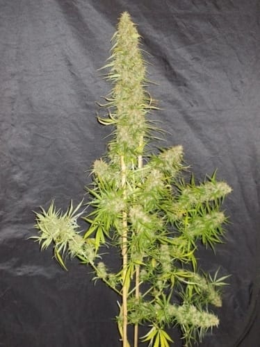 Zamaldelica cannabis seeds – Outdoor – Orange – Guaranteed female plants – image 4 from Seed City