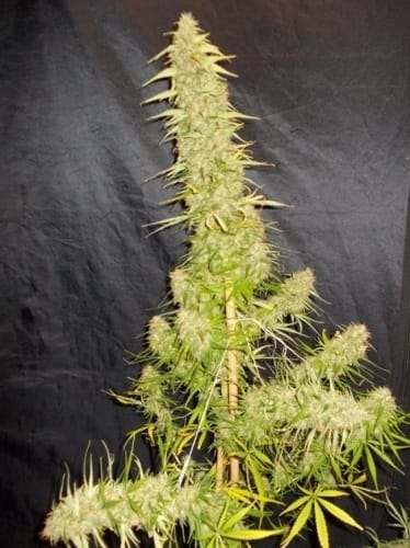 Zamaldelica cannabis seeds – Sativa – Guaranteed female plants – Beginning of November – image 5 from Seed City