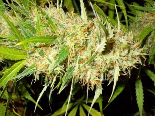 Zamaldelica cannabis seeds – Resistant to Mould – Sativa – Orange – image 6 from Seed City
