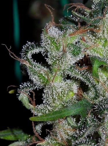 Image 7 of Zamaldelica cannabis by Ace Seed bank – Sativa – 12/12 Photoperiod – Resistant to Mould – Seed City