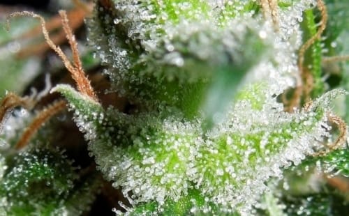 Zamaldelica cannabis seeds – Psychedelic – Resistant to Mould – 12/12 Photoperiod – image 8 from Seed City